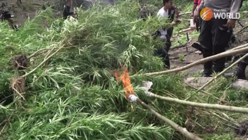  Indonesian police burn 11 hectare marijuana plantation