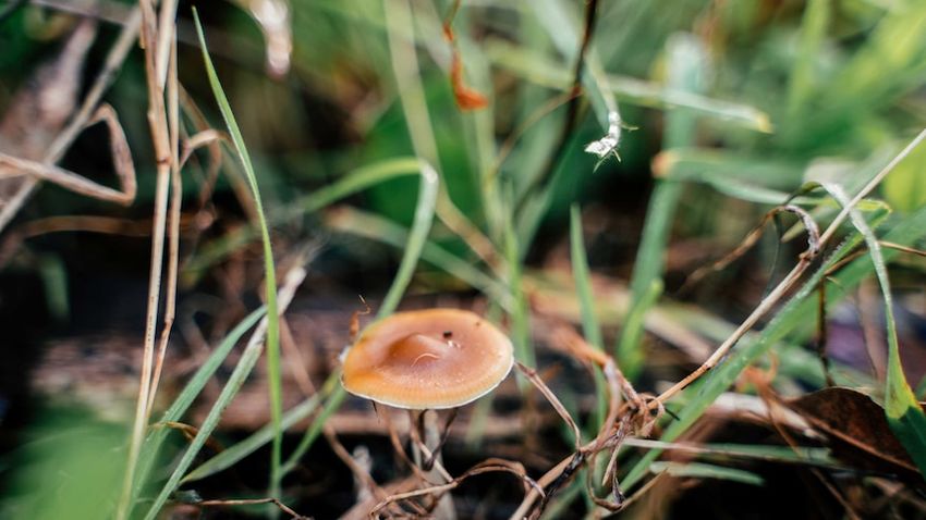  Australia is about to legalise MDMA and psilocybin for medicinal use. So how will it work?