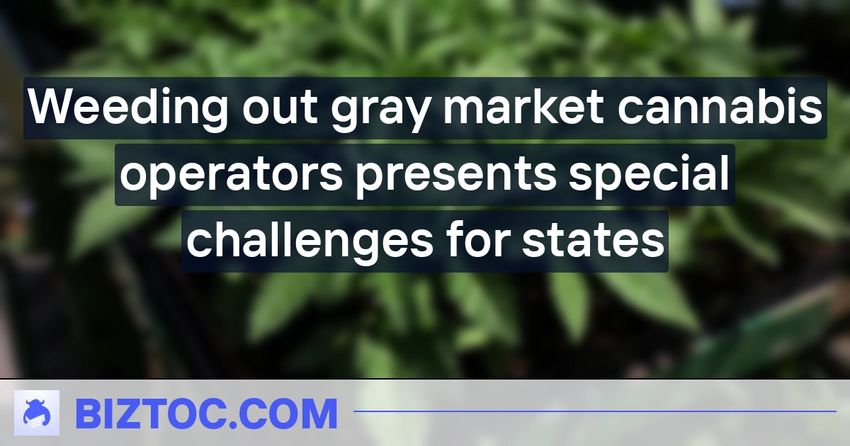  Weeding out gray market cannabis operators presents special challenges for states