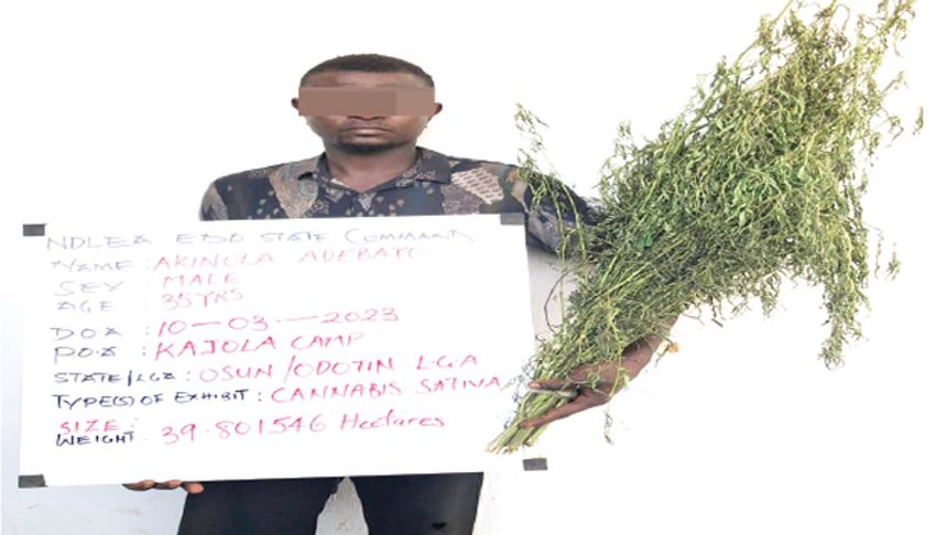  NDLEA arrests chief in midnight raid of cannabis farm