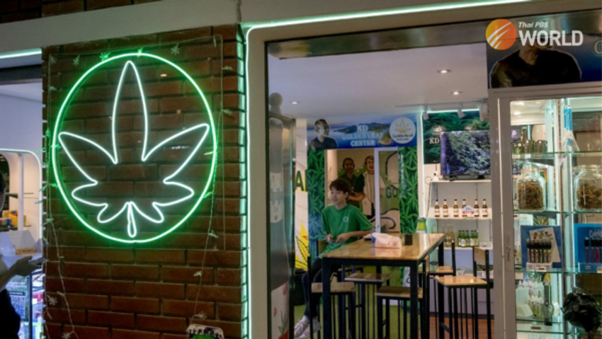  Narcotic or not? Thailand’s cannabis industry in the balance as parties battle it out ahead of polls