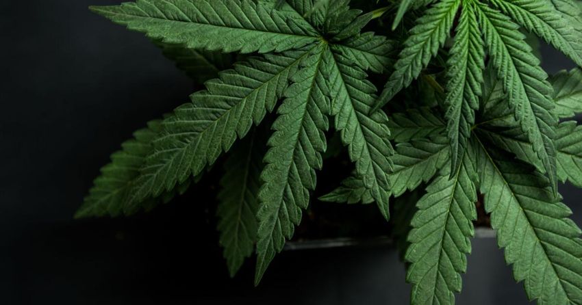  Info sessions set for two pot businesses planned in Norton