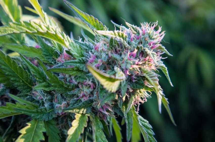  Weed Strain of the Week: Papaya Punch