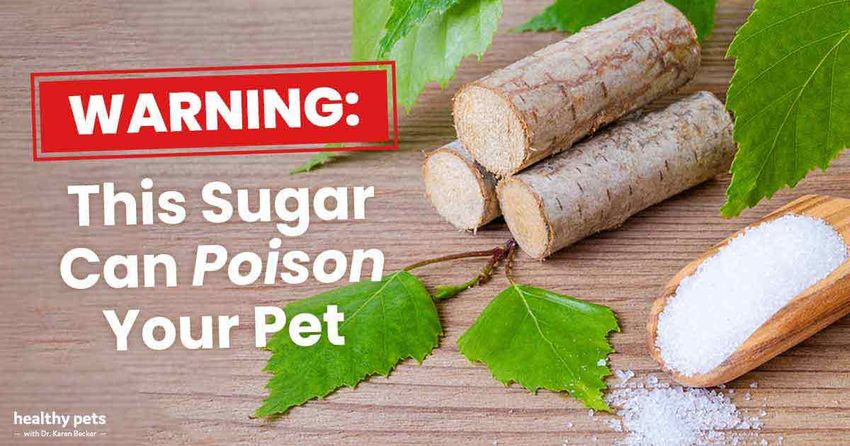  Warning: This Sugar Can Poison Your Pet