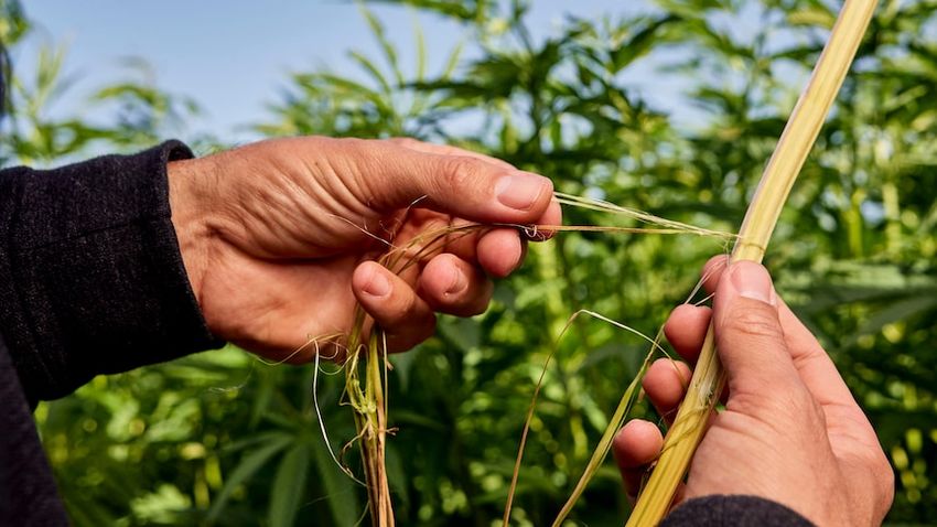  SA processing facility could see more houses made from homegrown hemp fibre