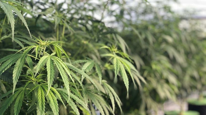  Medicinal cannabis, drug driving reforms could make WA country’s most ‘sensible’ state, doctor says