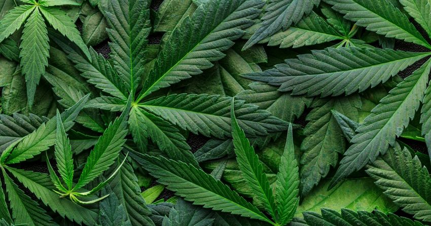  Novel study shows pattern of cannabis use impacts postop recovery