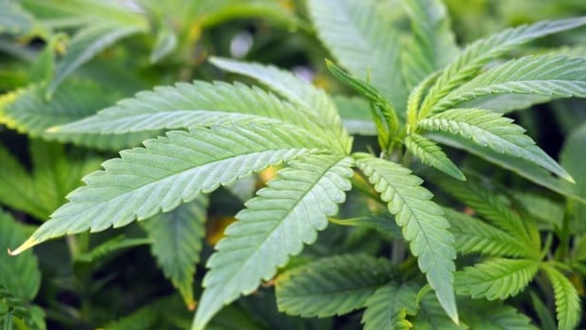  Cannabis stores could soon be allowed to operate in Surrey