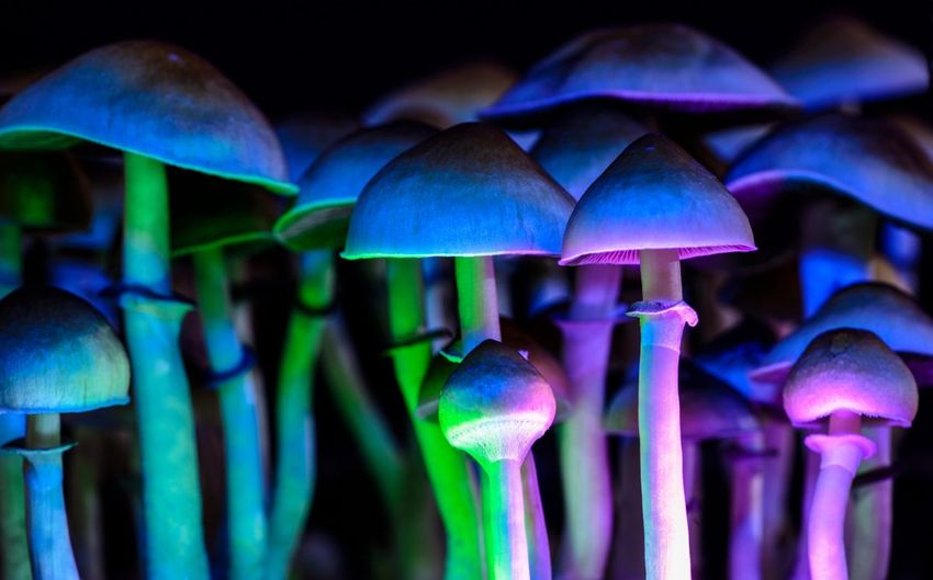  Oakland’s magic mushroom church is opening a new chapel in San Francisco