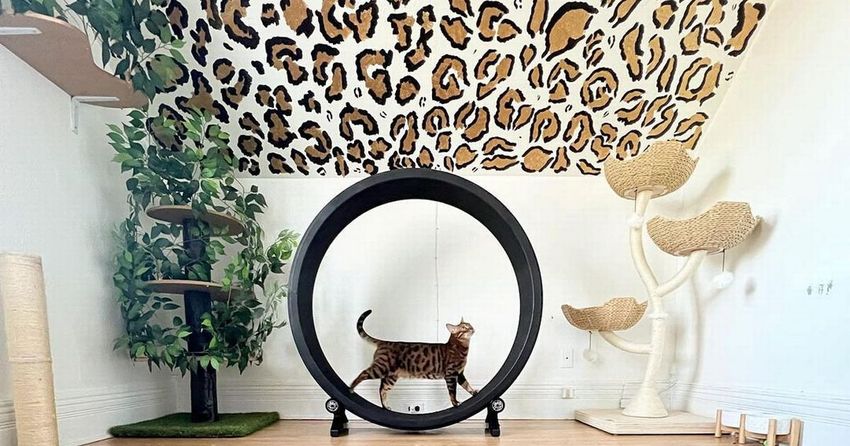  Cat mum spends extortionate amount on ‘catio’ furniture including giant hamster wheel