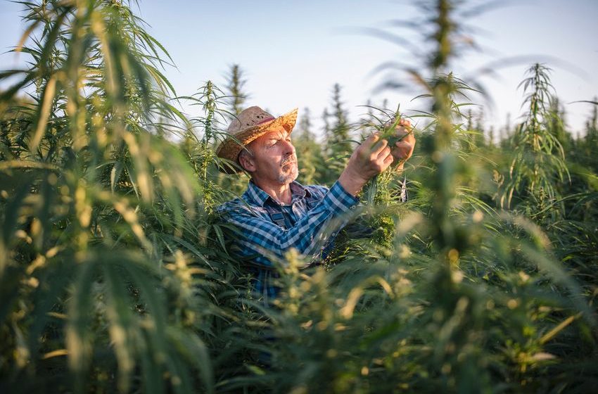 Here’s Why Tilray’s Big News Just Means More of the Same for Investors