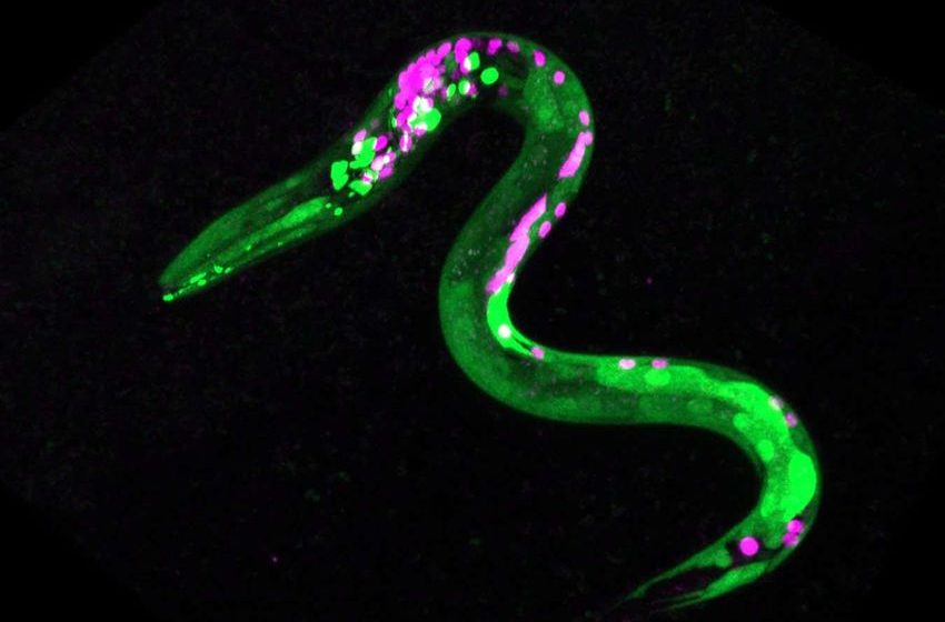  Nematode worms get the ‘munchies’ after having cannabis-like substance