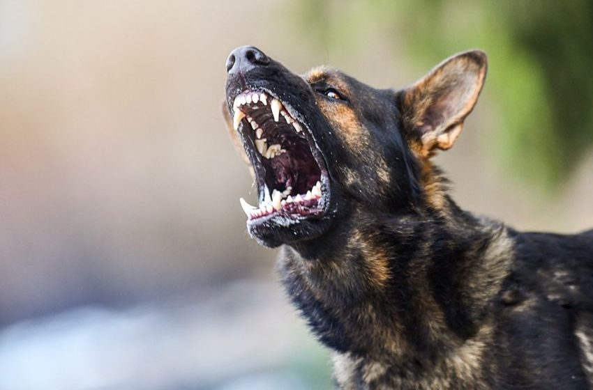  GOP’s bizarre defense: Keep weed illegal to save police dogs’ jobs