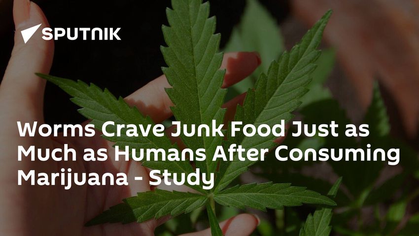  Worms Crave Junk Food Just as Much as Humans After Consuming Marijuana – Study