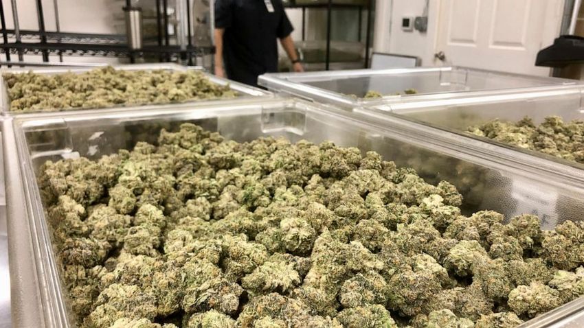  Ganja glut? With excess weed, growers seek interstate sales