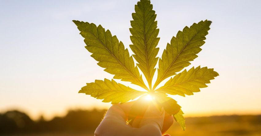  Now That Weed is Mostly Legal, Hemp Should Be Booming. But It’s Not