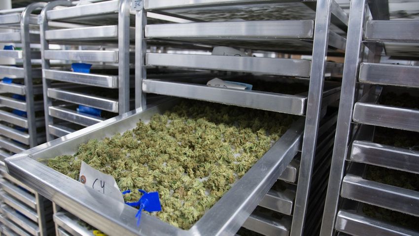  Legal Cannabis Industry Loses Jobs For First Time