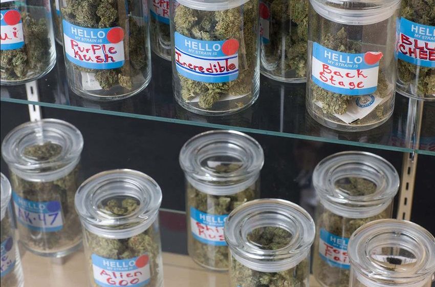  Legal marijuana in the US may be less potent than packaging claims