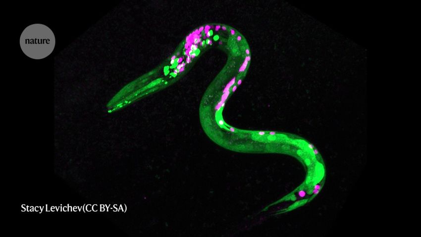  Drugs give biology’s favourite worms the munchies too