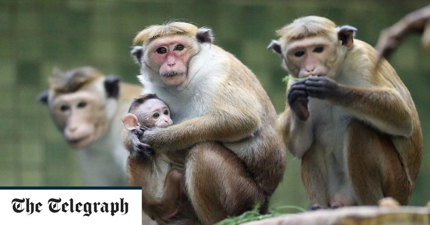  Cash-strapped Sri Lanka considers selling 100,000 monkeys to China