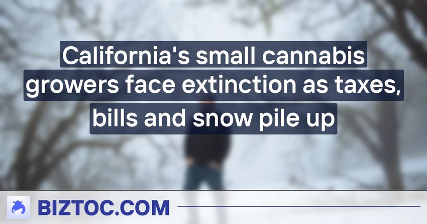  California’s small cannabis growers face extinction as taxes, bills and snow pile up