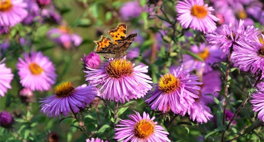  Creating a Pollinator Garden to Help the Environment