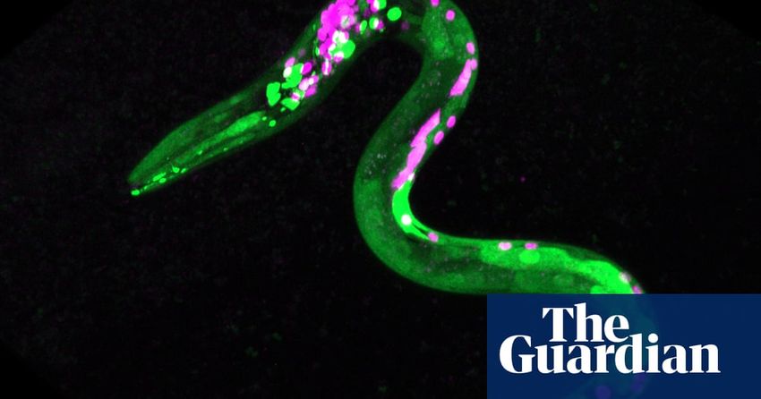  Worms crave junk food after consuming cannabis, study suggests