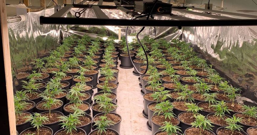  Two arrested as suspected cannabis grow house is raided in Co Mayo