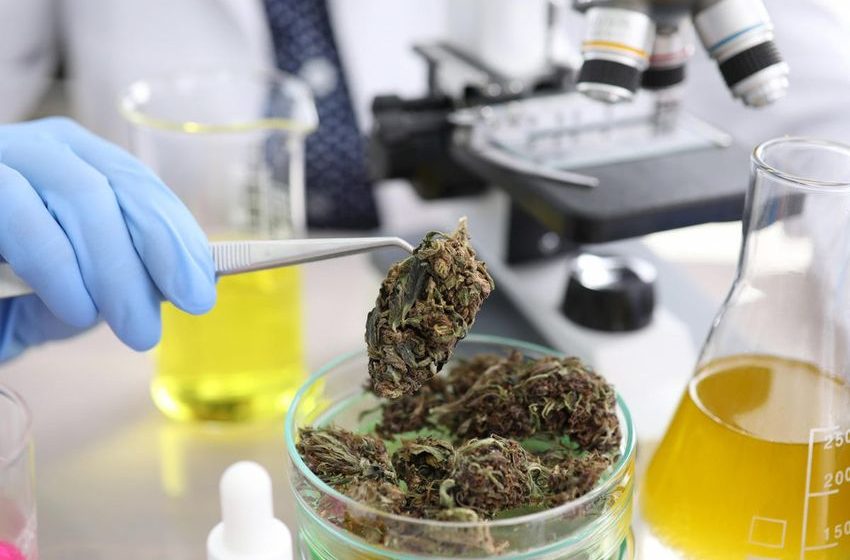  New Certification Sets Standards For Cannabis Lab Testing