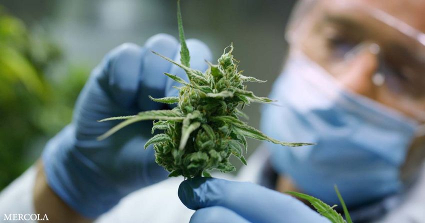  Medical Cannabis Offers New Hope for Those With IBD