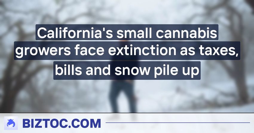  California’s small cannabis growers face extinction as taxes, bills and snow pile up