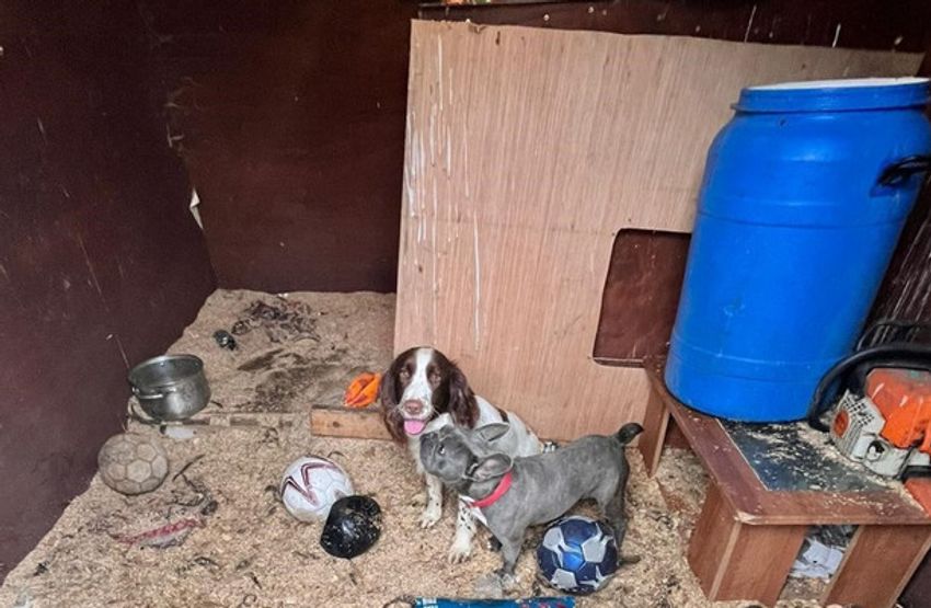  16 puppies rescued and €30,400 worth of suspected cannabis herb seized in Ballymun Garda raid