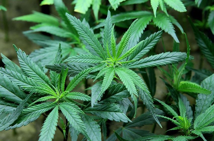  Washington regulators shut down pot businesses over DDT concerns