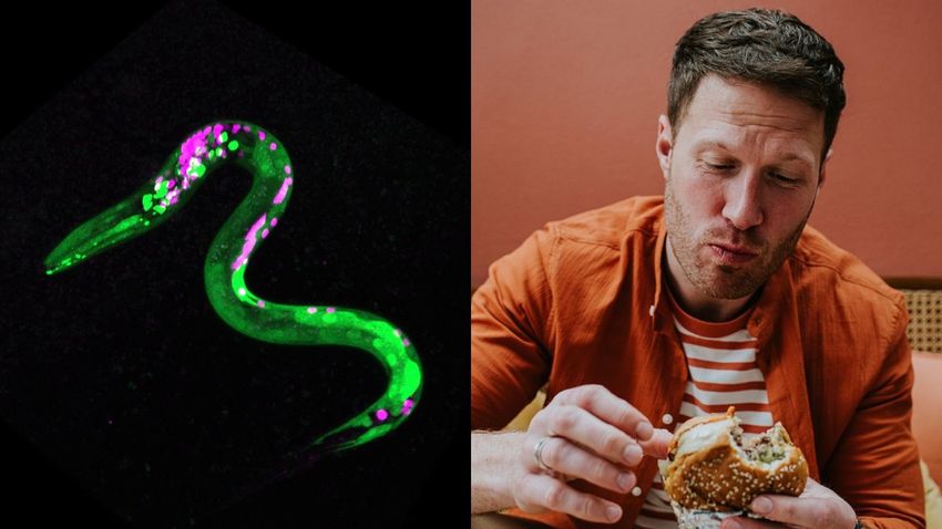  Worms Get the Munchies, Scientists Discover In Cannabis Experiment