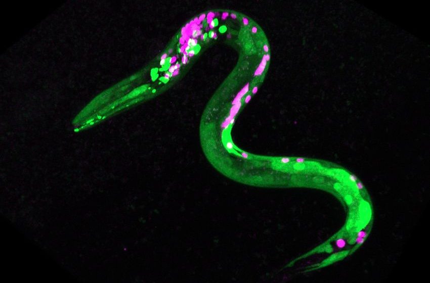  Tiny Worms Get the Munchies, Too