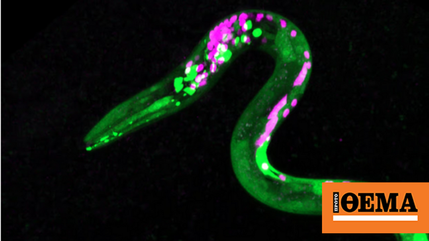  Cannabis-affected worms exhibit food preferences similar to high humans