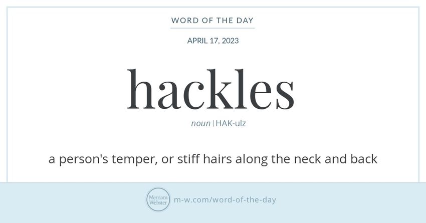  hackles