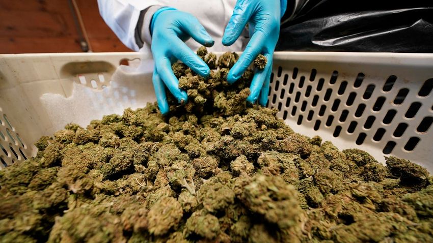  Retail Cannabis Often Less Potent Than Advertised, Study Suggests