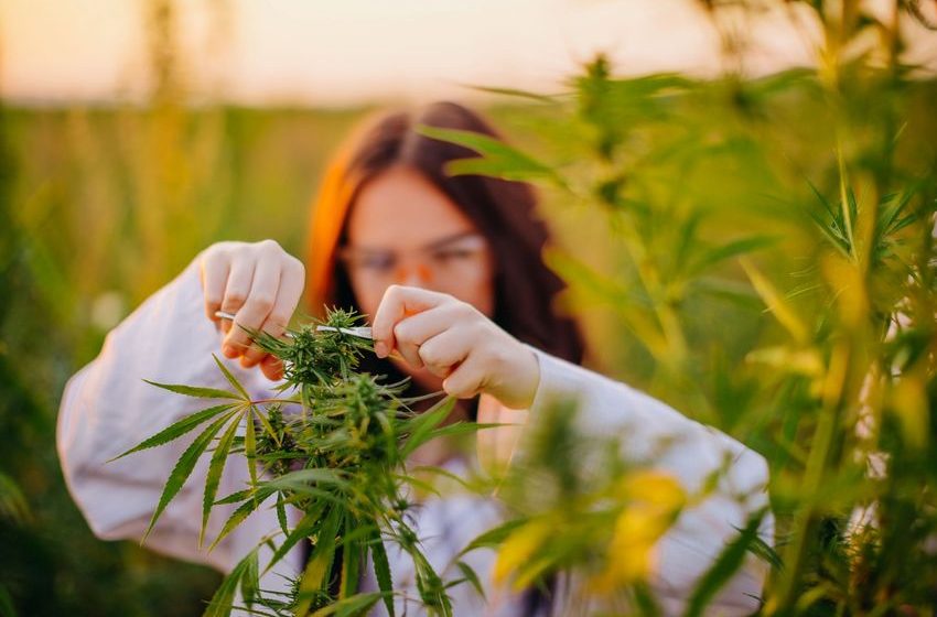  4 Reasons to Stay Far Away From Tilray Brands Stock