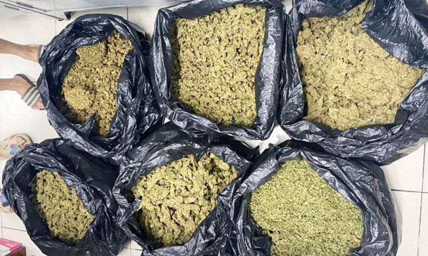  Cannabis hidden in tea packets in Saigon, over 30 kg seized in drug bust