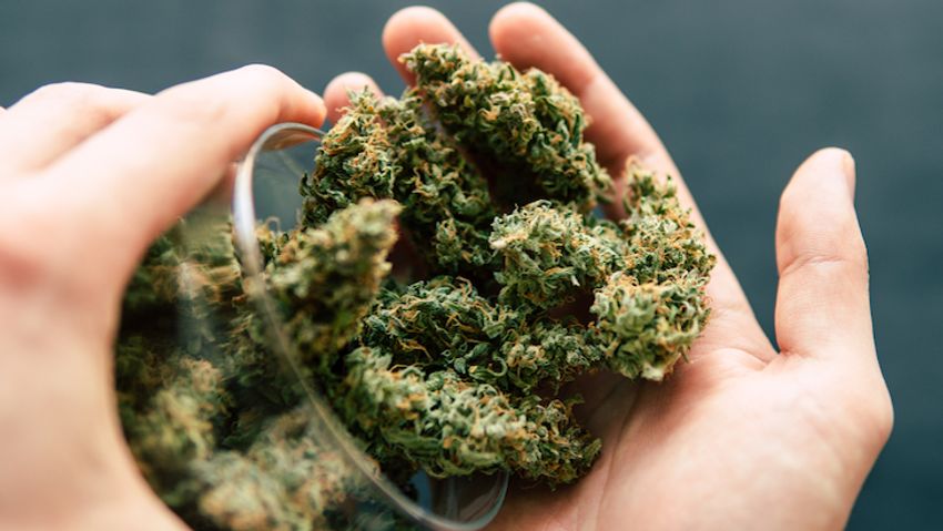  Study: Higher THC Potency Not Associated with Elevated Risk of Psychosis-Like Symptoms