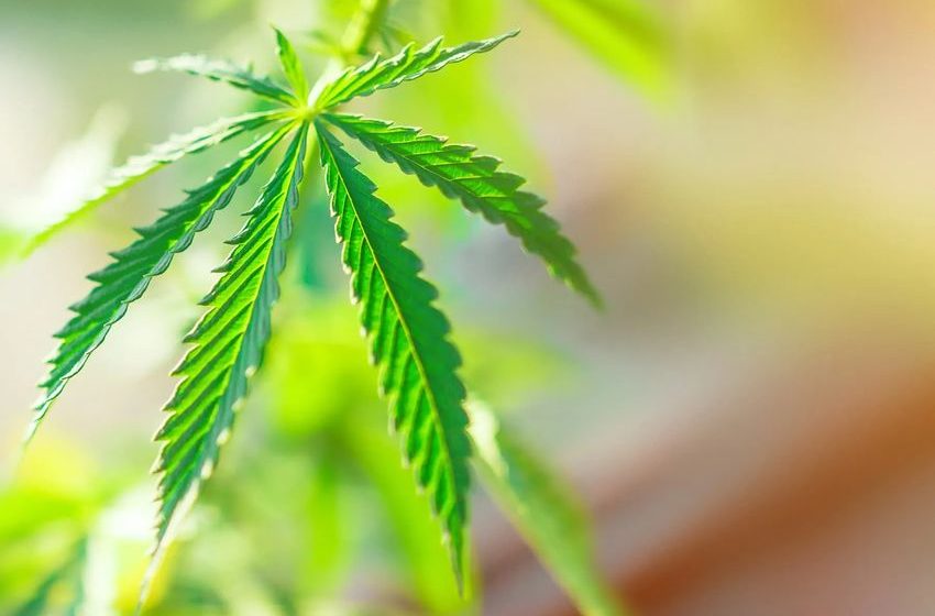  Marijuana Can Affect Fetal Development, Even If Used Early in Pregnancy