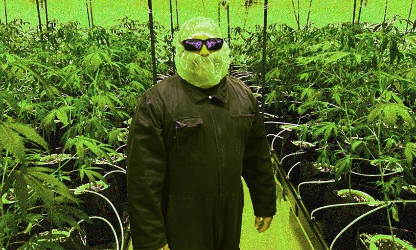  He’s definitely ‘The Weed Man’ – but you probably shouldn’t call him that