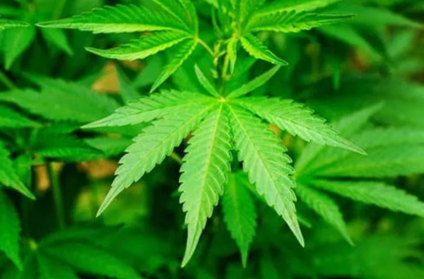  Marijuana Use Increases Schizophrenia Risk in Men