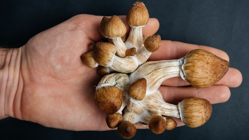  Los Angeles cannabis dispensaries sell illegal mushrooms: report