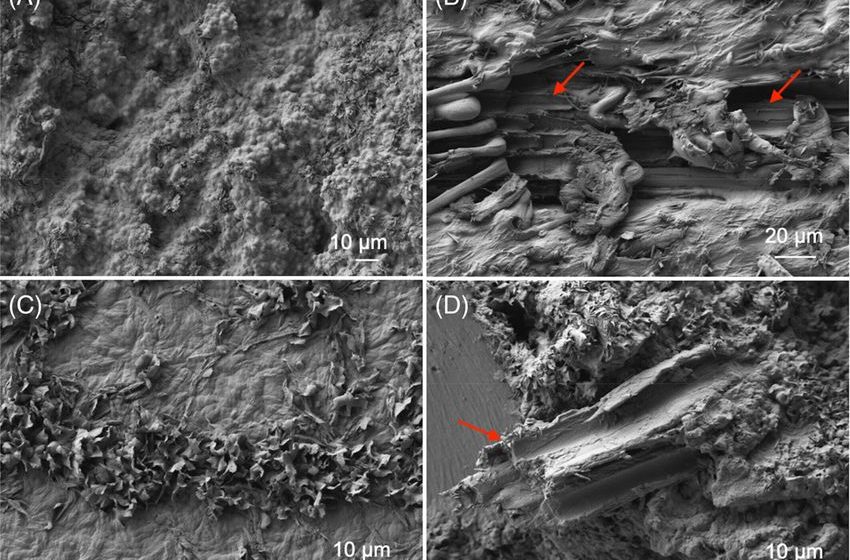  New hemp-based biomaterial to help with global microplastic pollution crisis