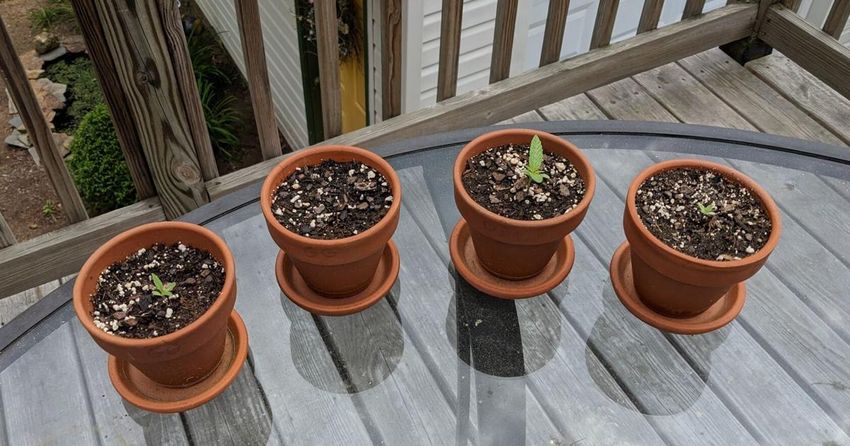  CASEY: The baby marijuana plants are still seeking names