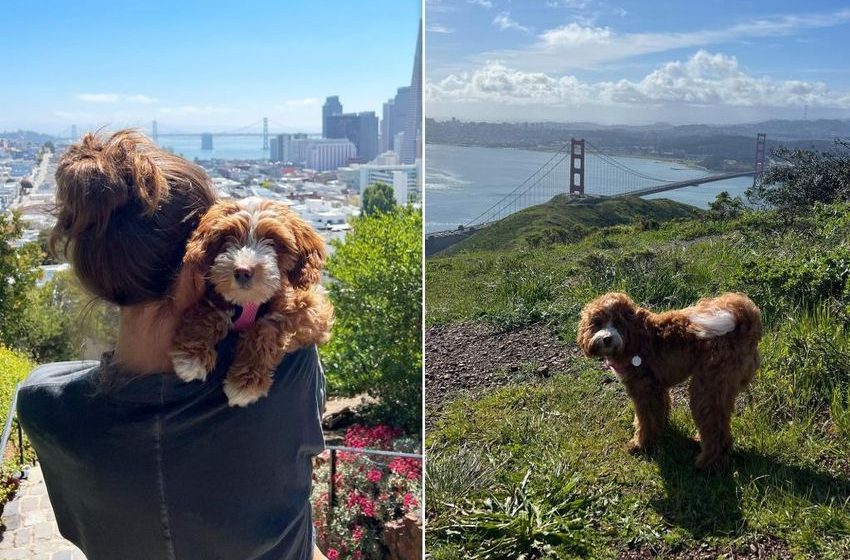  San Francisco dog owner shares warning after pet ate opioid-tainted human feces in park