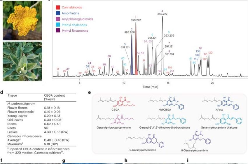  Exploring the evolution of cannabinoid biosynthesis in a non-cannabis plant