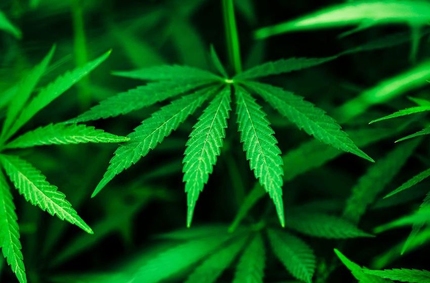  Marijuana Users Have Triple the Odds for Leg Artery Disease (Study)